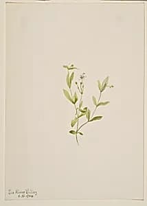 Moehringia laberiflora by Mary Vaux Walcott