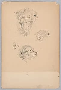 Monkey by Robert Frederick Blum, American, 1857–1903
