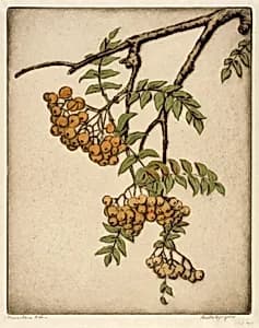 Mountain Ash by Bertha E. Jaques