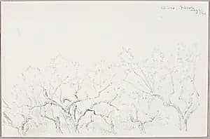 Olives--Fiesole by George Elbert Burr