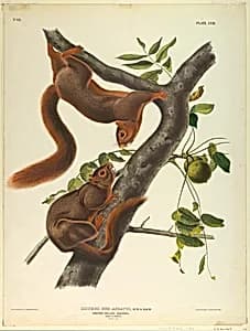 Orange-Bellied Squirrel by John James Audubon, 1780 – 1851