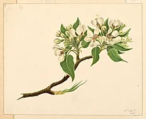 Orange Blossoms by Unknown