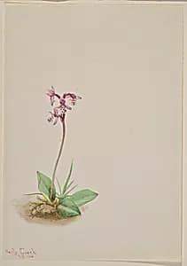 Orchis (Orchis rotundifolia) by Mary Vaux Walcott