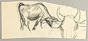 Oxen