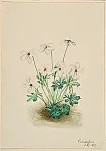 Pansy Violet (Viola pedata) by Mary Vaux Walcott