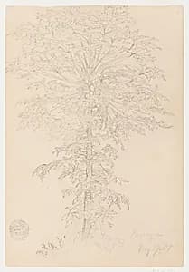 Papaya Tree, Ecuador by Frederic Edwin Church, American, 1826–1900