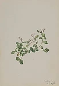 Partridgeberry (Mitchella repena) by Mary Vaux Walcott