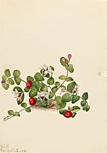 Partridgeberry (Mitchella repens) by Mary Vaux Walcott