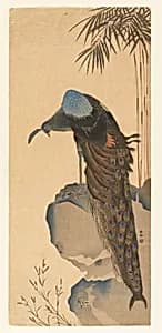 Peacock by Unknown