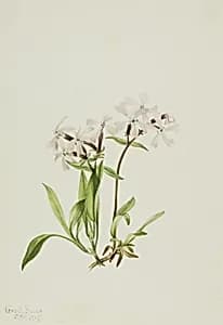 Peatpink (Silene caroliniana) by Mary Vaux Walcott