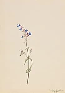 Pentstemon (Pentstemon procerus) by Mary Vaux Walcott