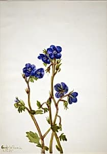 Phacelia (Phacelia parryi) by Mary Vaux Walcott