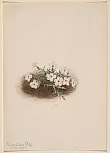 Phlox by Mary Vaux Walcott