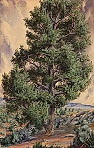 Pine Tree by Sandow, n.d.