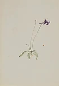 Pinguicula vulgaris by Mary Vaux Walcott