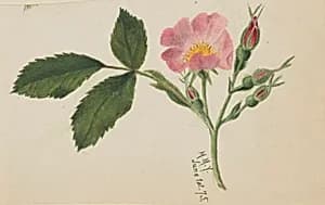 Pink Rose by Mary Vaux Walcott