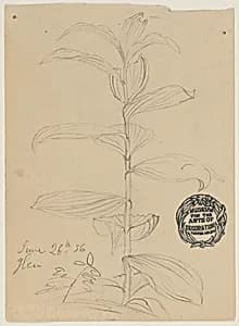 Plant Sketch by Frederic Edwin Church, American, 1826–1900
