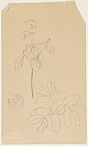 Plant Sketch by Frederic Edwin Church, American, 1826–1900