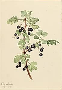 Prickly Currant (Ribes lacustre) by Mary Vaux Walcott