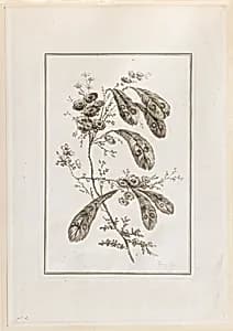 Print by Jean-Baptiste Pillement, French, 1728–1808