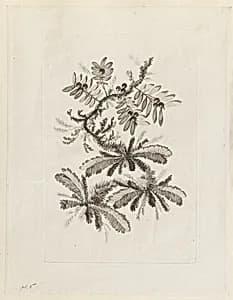 Print by Jean-Baptiste Pillement, French, 1728–1808