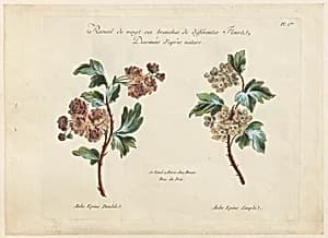 Print by Jean-Baptiste Pillement, French, 1728–1808