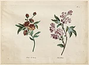 Print by Jean-Baptiste Pillement, French, 1728–1808