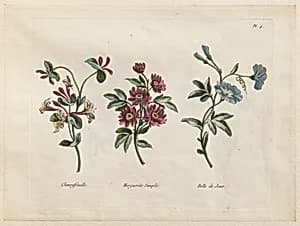 Print by Jean-Baptiste Pillement, French, 1728–1808