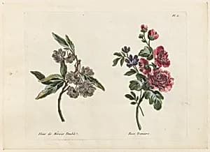 Print by Jean-Baptiste Pillement, French, 1728–1808