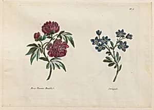 Print by Jean-Baptiste Pillement, French, 1728–1808