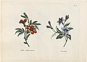 Print by Jean-Baptiste Pillement, French, 1728–1808