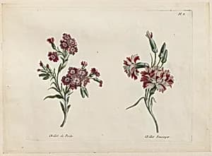 Print by Jean-Baptiste Pillement, French, 1728–1808