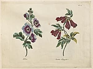 Print by Jean-Baptiste Pillement, French, 1728–1808