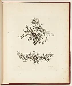 Print by Unknown