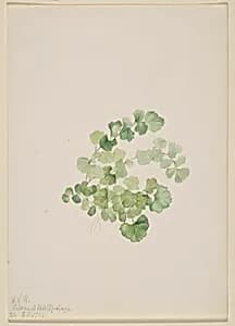 Puccoon (Lithospermum ruderale) by Mary Vaux Walcott