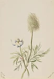 Pulsatilla occidentalis by Mary Vaux Walcott