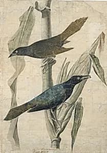 Purple Grackle by John James Audubon