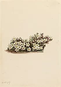 Pyxie (Pyxidanthera barbulata) by Mary Vaux Walcott