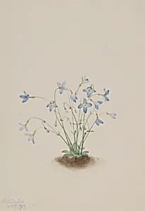 Quakerladies (Houstonia caerulea) by Mary Vaux Walcott