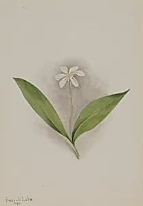 Queencup (Clintonia uniflora) by Mary Vaux Walcott