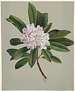 Rhododendron (Rhododendron maximum) by Mary Vaux Walcott