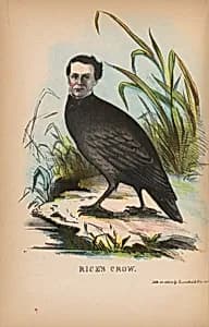 Rice's Crow