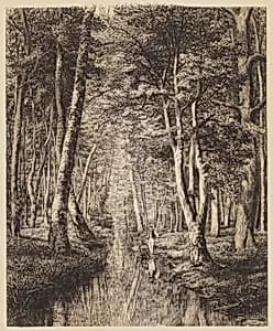 Rivière sous bois