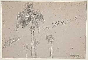 Royal Palm, Cuba by Winslow Homer, American, 1836–1910