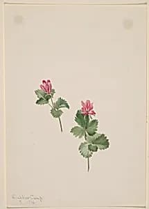 Rubus articus by Mary Vaux Walcott