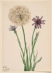 Salsify (Tragopogon porrifolius) by Mary Vaux Walcott