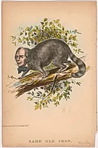 Same Old Coon