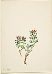 Sanifoiga adscendeus by Mary Vaux Walcott