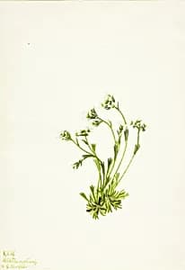 Saxifrage (Saxifraga caespitosa) by Mary Vaux Walcott
