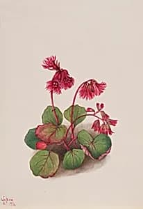 Schizocodon soldanelloides by Mary Vaux Walcott